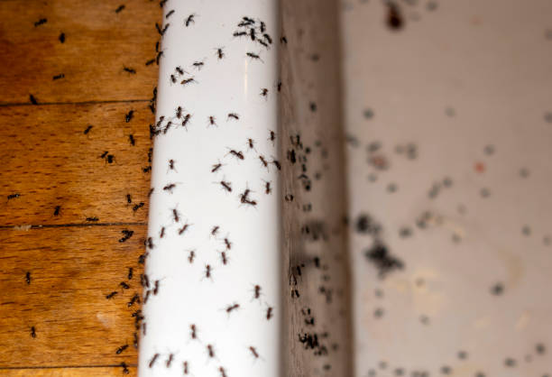 Flea Control Services in Spring Arbor, MI