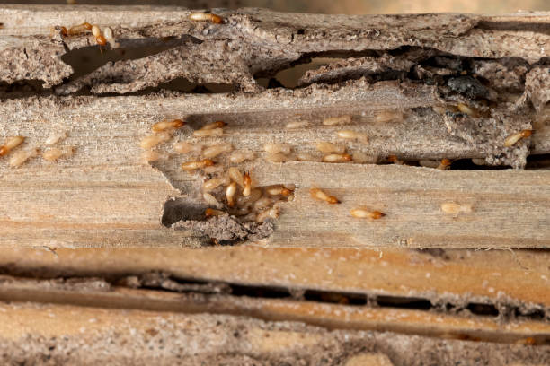 Best Spider Control Near Me  in Spring Arbor, MI