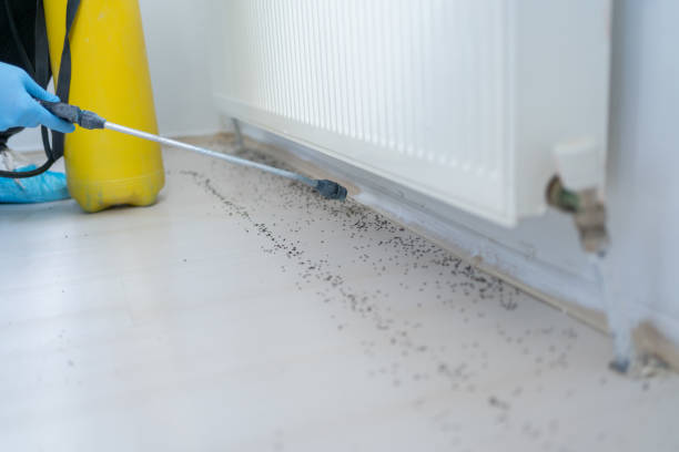 Best Rat Extermination Near Me  in Spring Arbor, MI